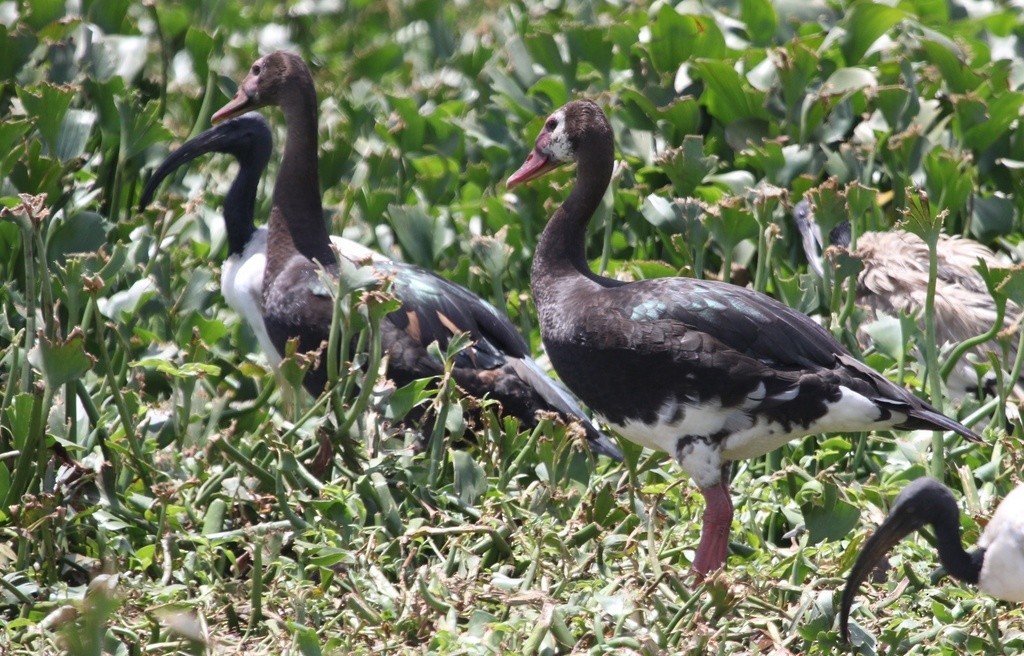 Spur-winged Goose (Southern) - ML615090173