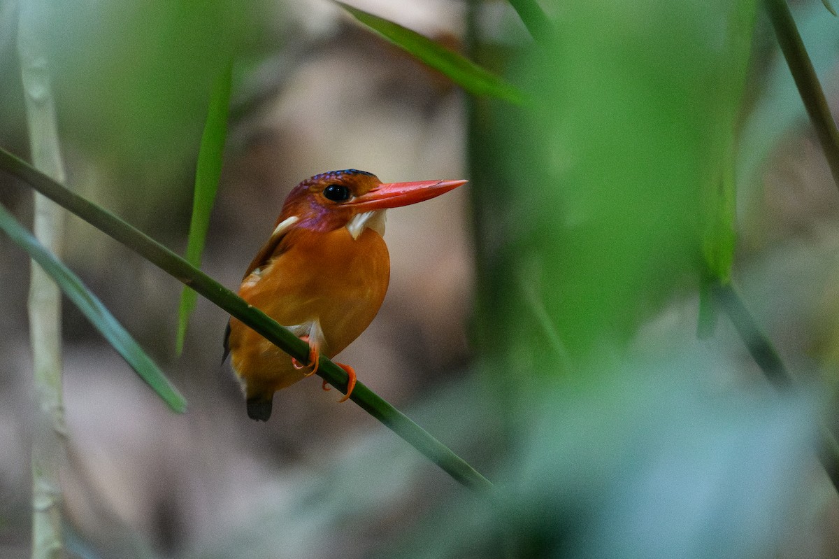 Sulawesi Dwarf-Kingfisher - ML615090182