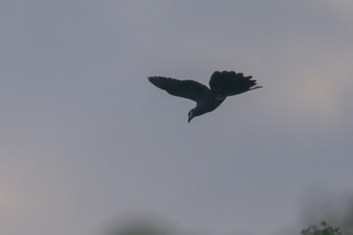 White-faced Cuckoo-Dove - ML615090213