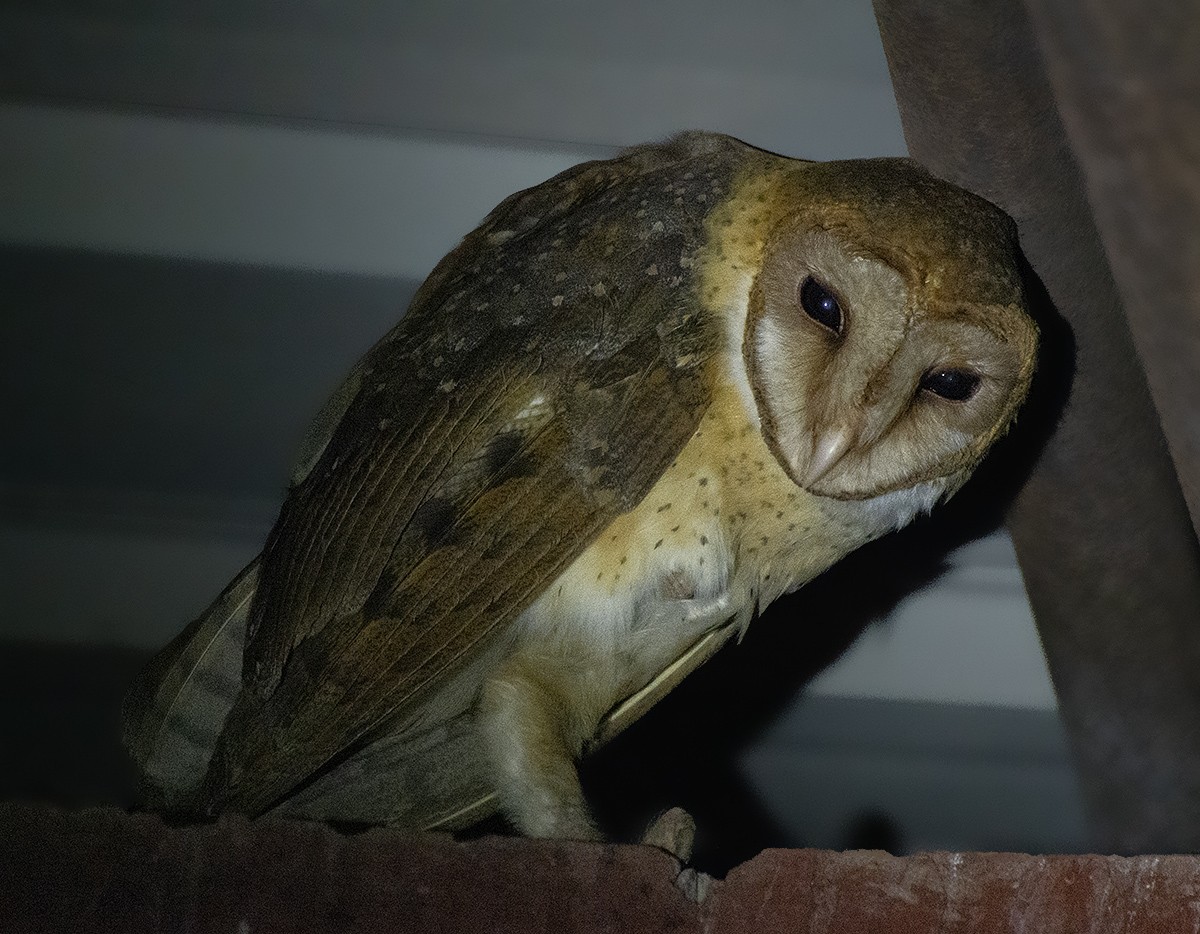 Andaman Masked-Owl - ML615090421