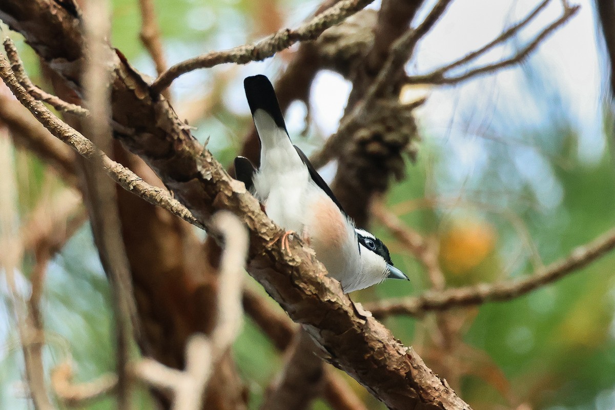 White-browed Shrike-Babbler (Dalat) - ML615090466