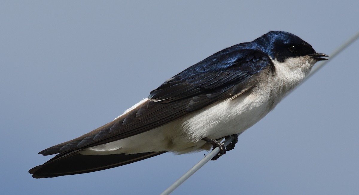 Chilean Swallow - ML615090520