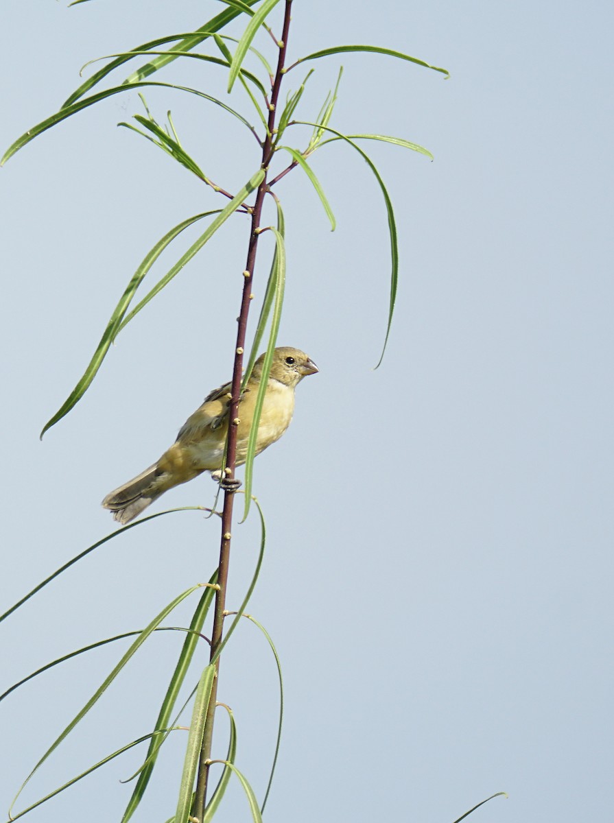 Tawny-bellied Seedeater - ML615090587