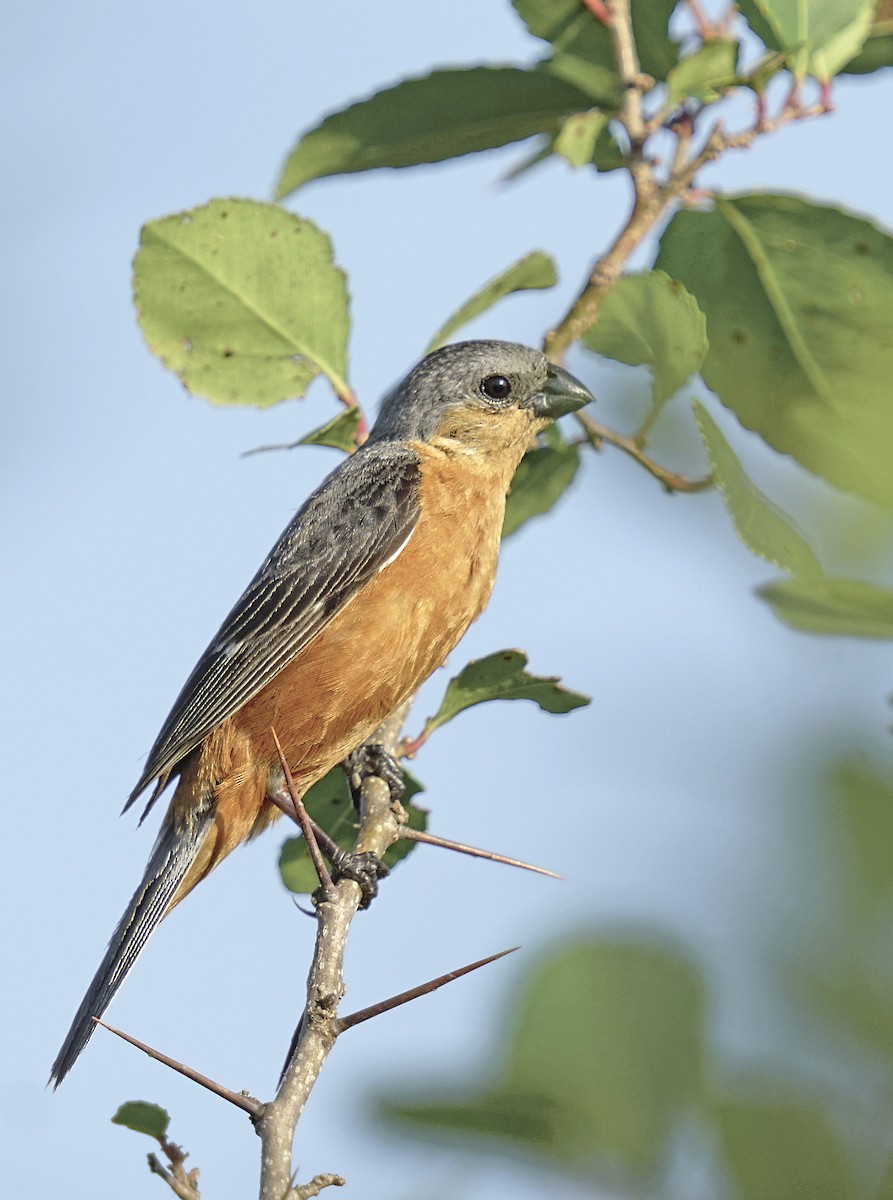 Tawny-bellied Seedeater - Adrian Antunez