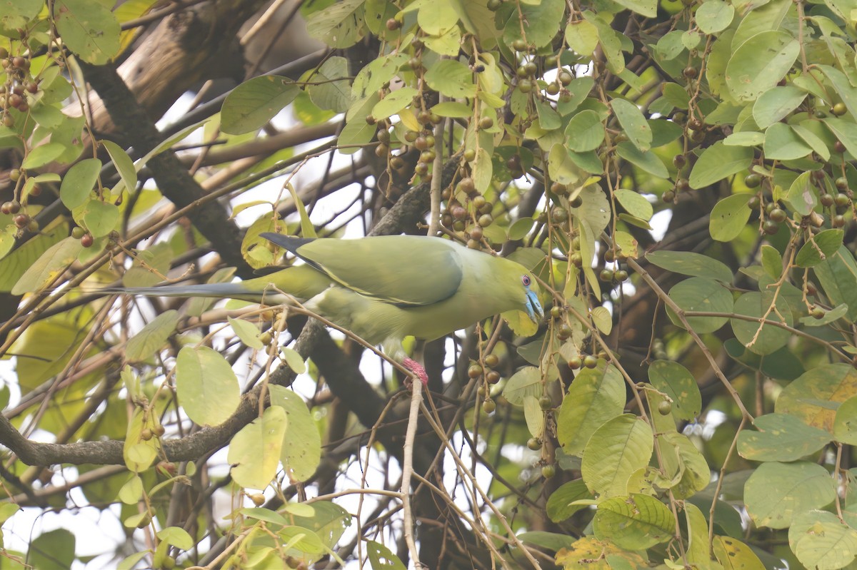 Pin-tailed Green-Pigeon - Chitra Shanker