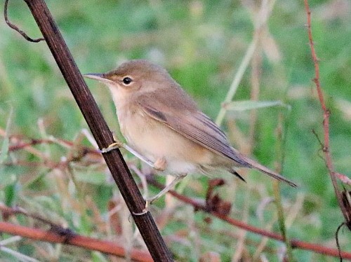 Common Reed Warbler (Common) - ML615090683
