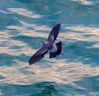 White-faced Storm-Petrel - ML615090789