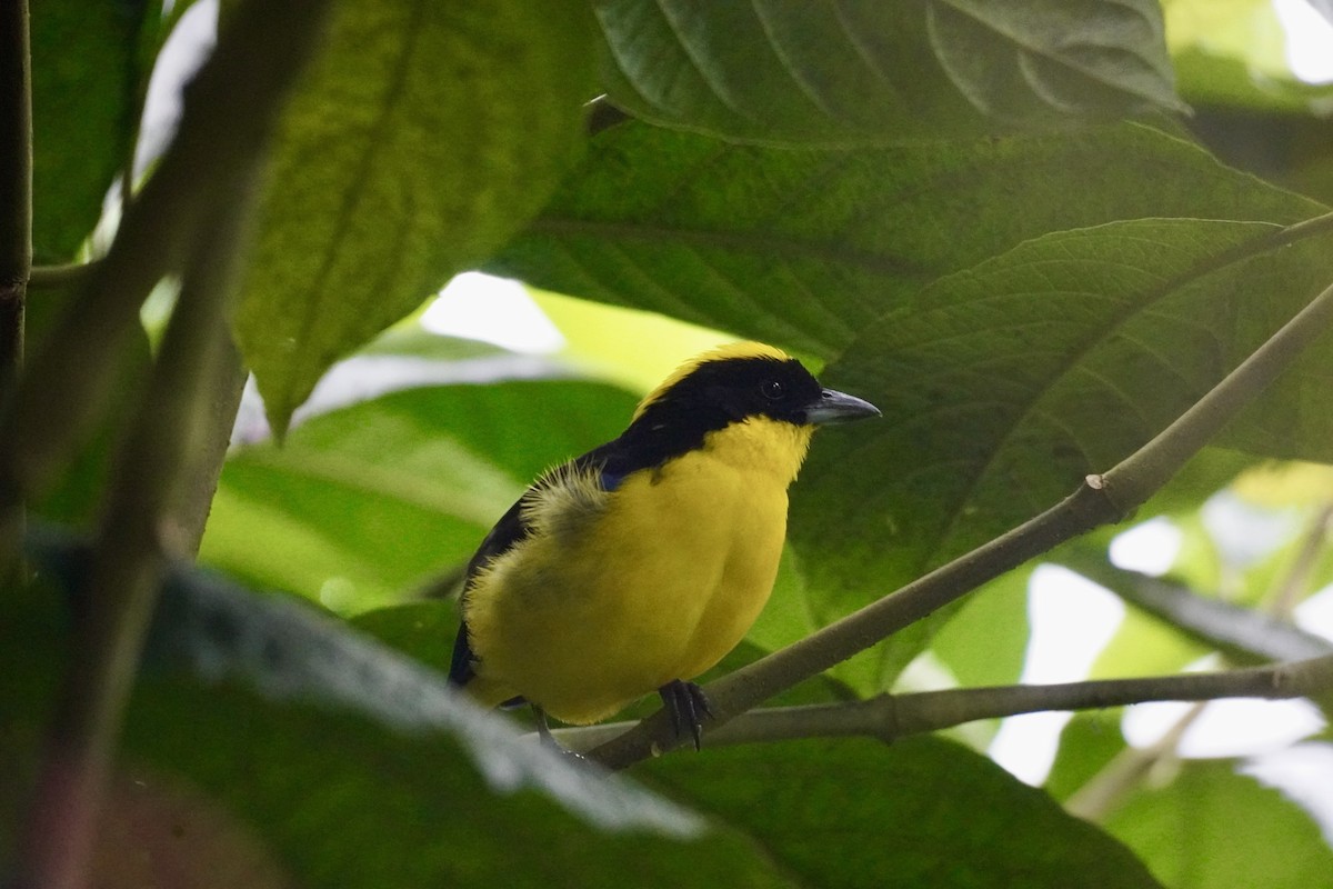 Blue-winged Mountain Tanager (Blue-winged) - ML615090927
