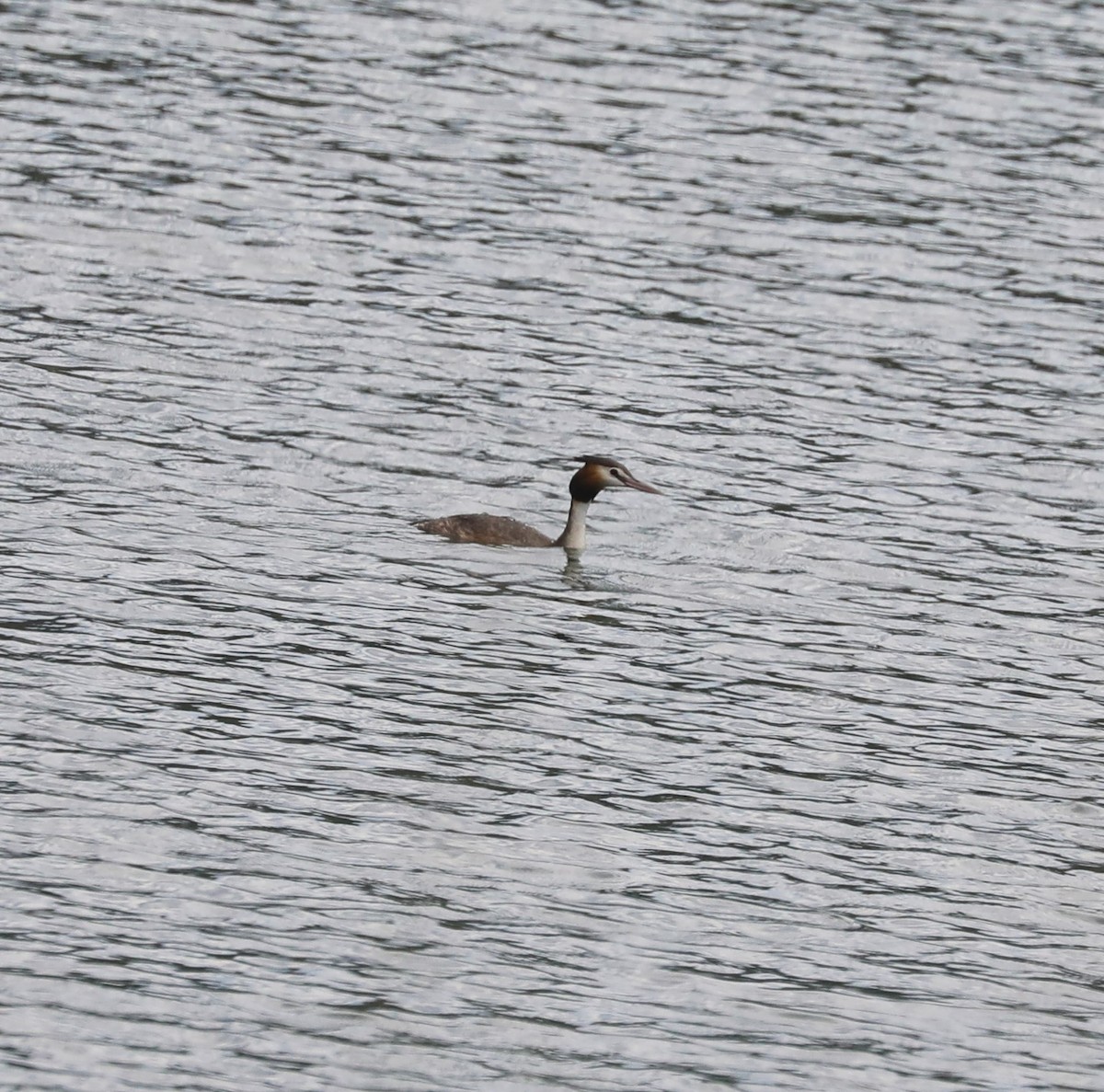 Great Crested Grebe - ML615090950