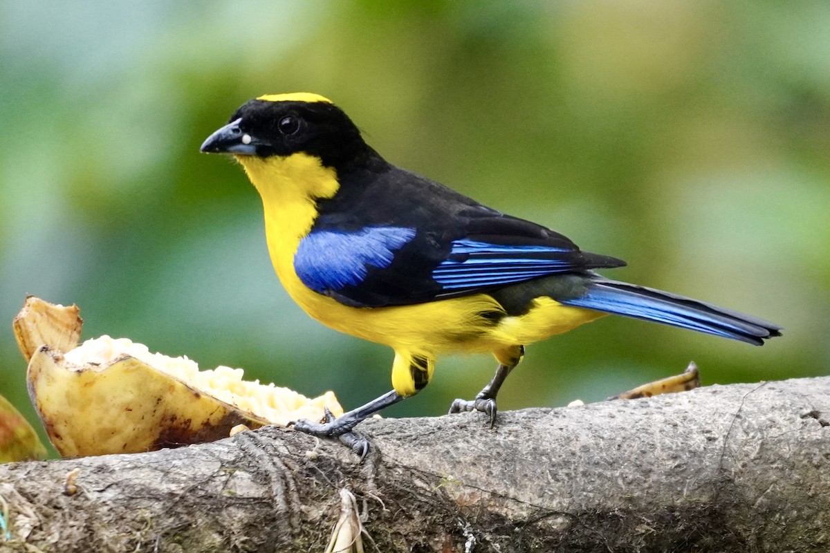 Blue-winged Mountain Tanager (Blue-winged) - Terry Bohling