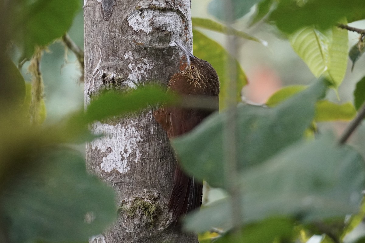 Strong-billed Woodcreeper (Andean/Northern) - ML615090974