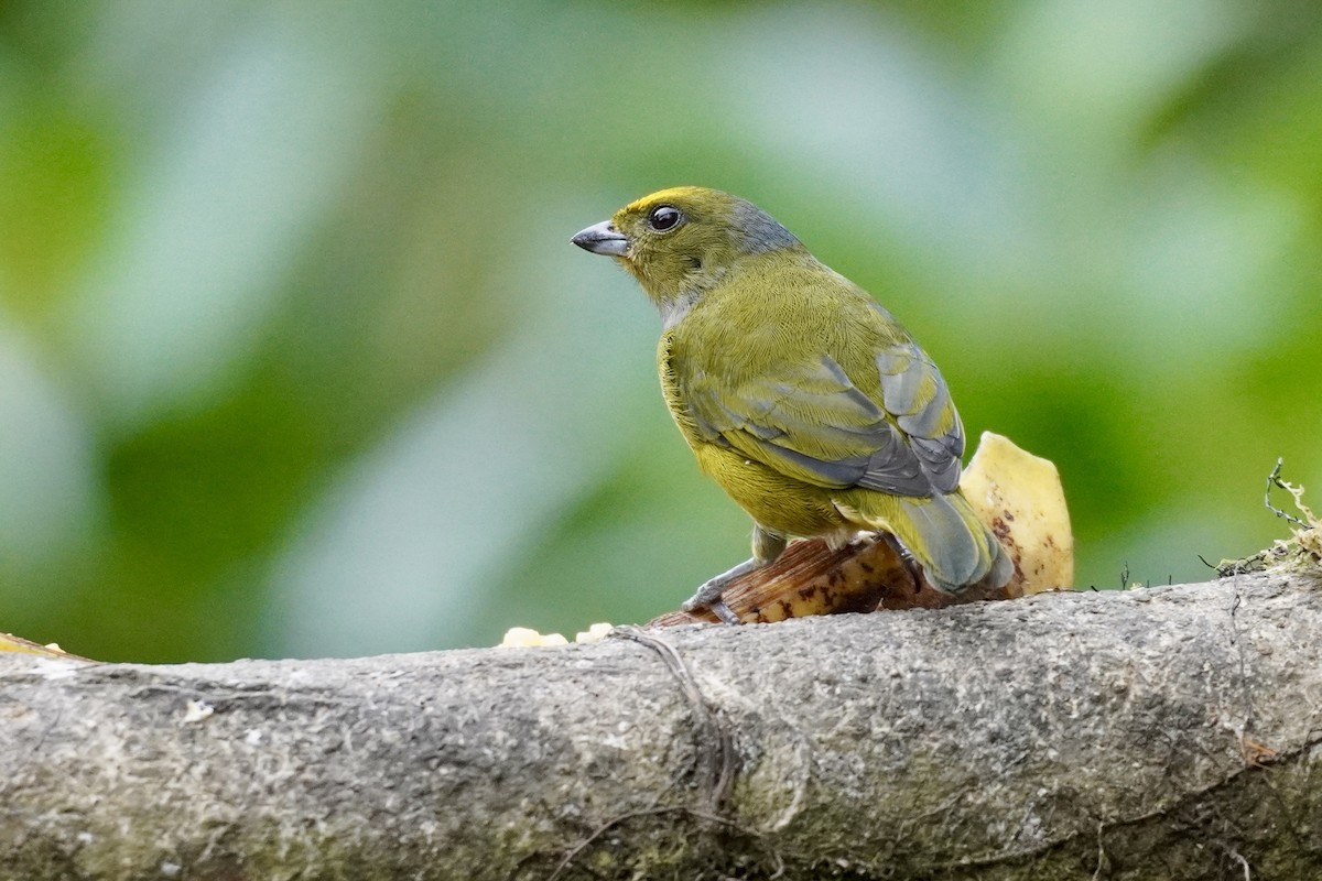 Thick-billed Euphonia (Thick-billed) - Terry Bohling