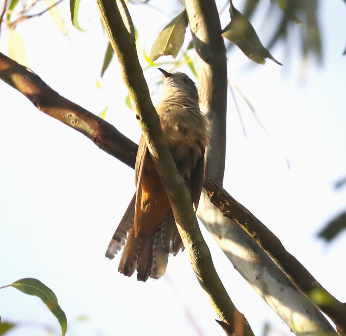 Brush Cuckoo (Australasian) - ML615091032