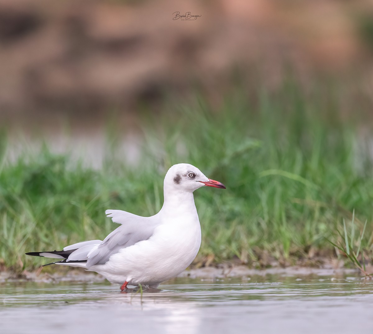 Mouette rieuse - ML615091570