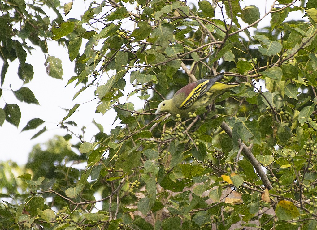Андаманский зеленый голубь - ML615091613