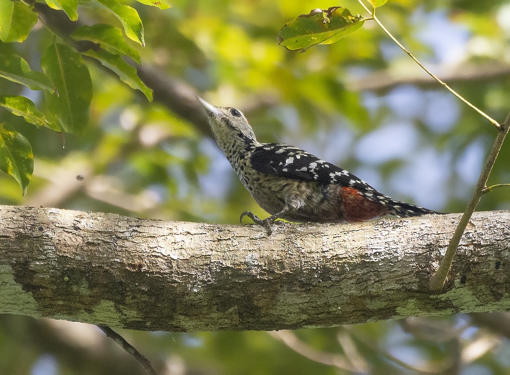 Freckle-breasted Woodpecker - ML615091640