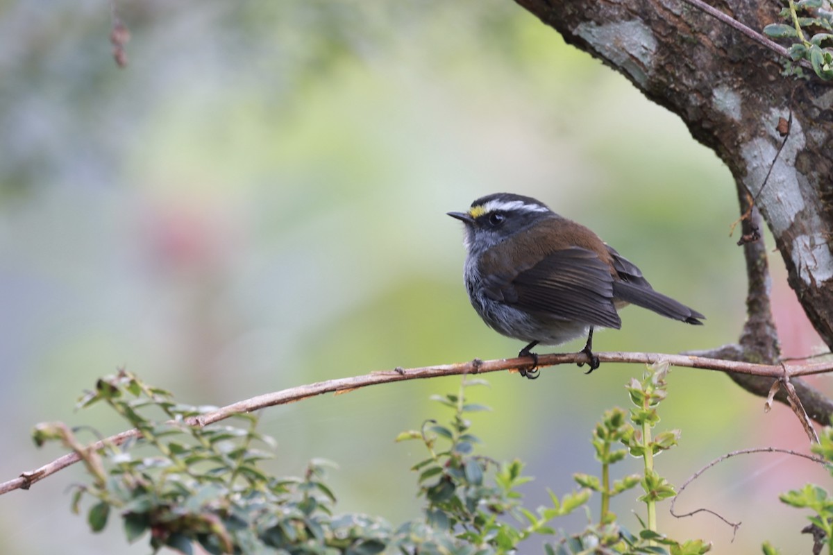 Crowned Chat-Tyrant - ML615091656