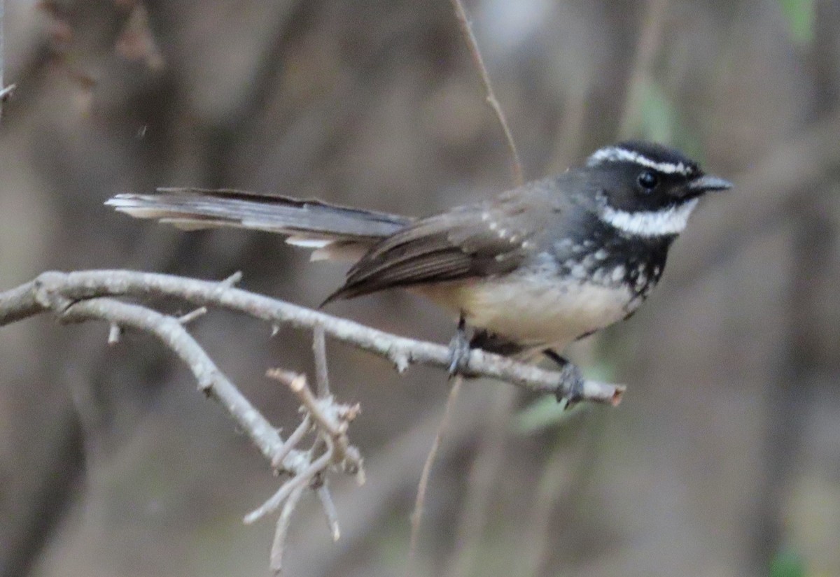 Spot-breasted Fantail - ML615091759