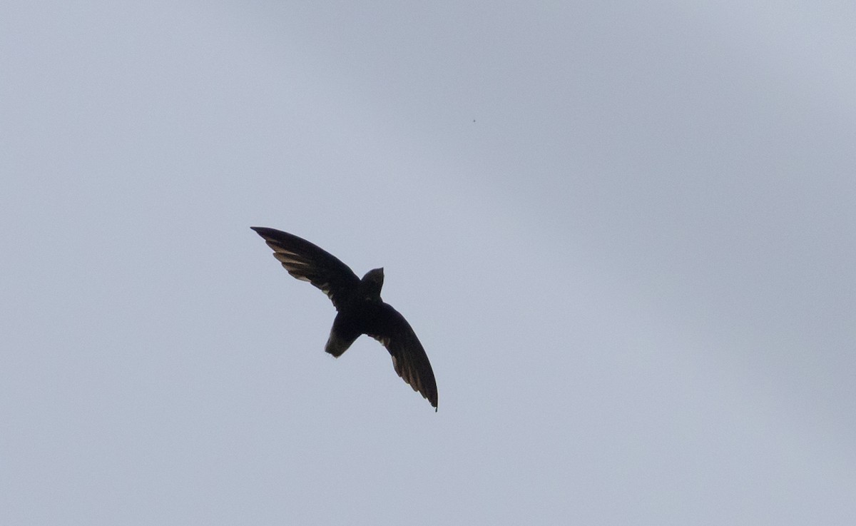 Short-tailed Swift (Short-tailed) - ML615091771