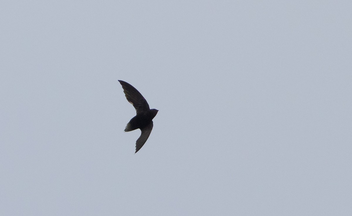 Short-tailed Swift (Short-tailed) - ML615091772