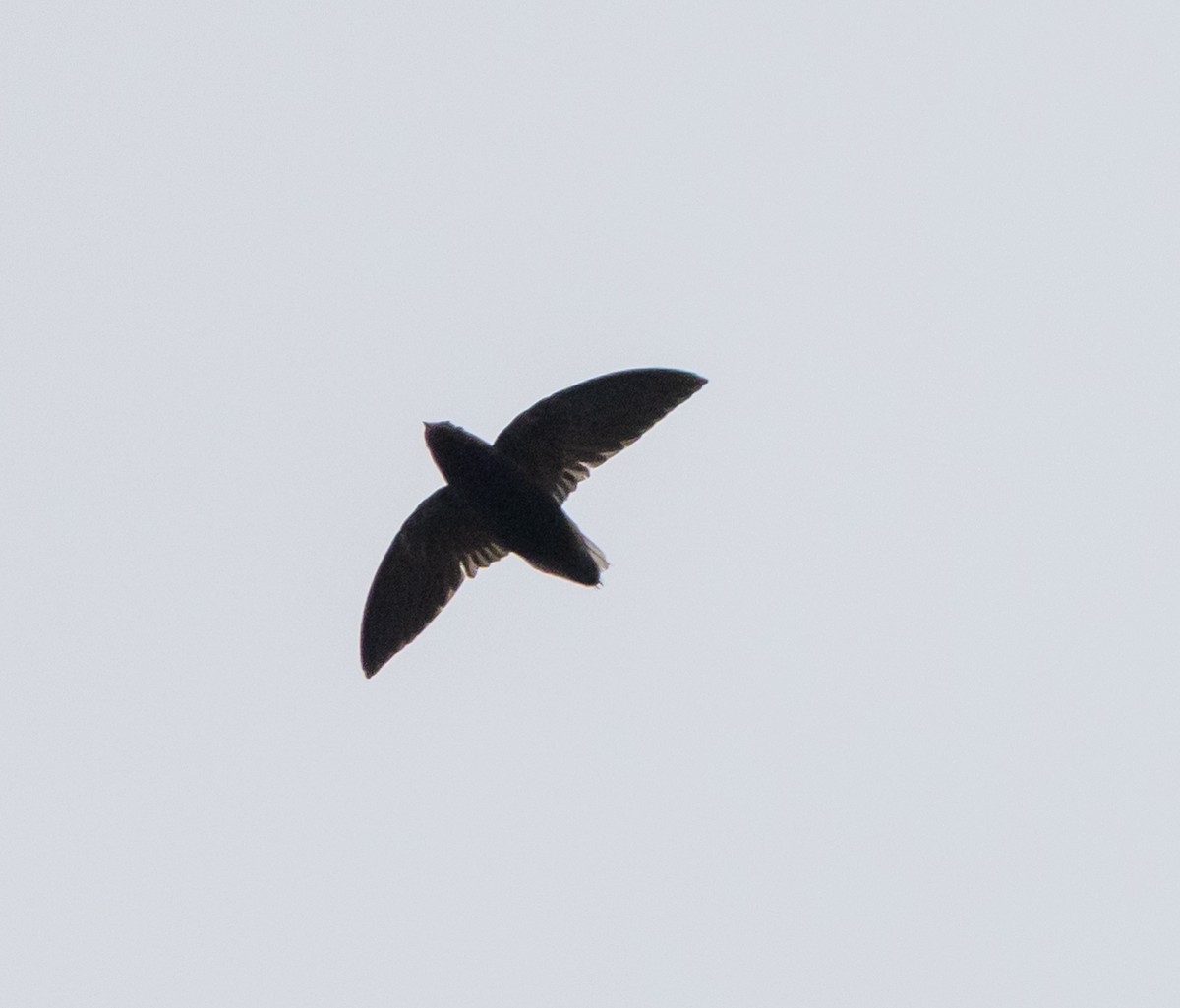 Short-tailed Swift (Short-tailed) - ML615091851
