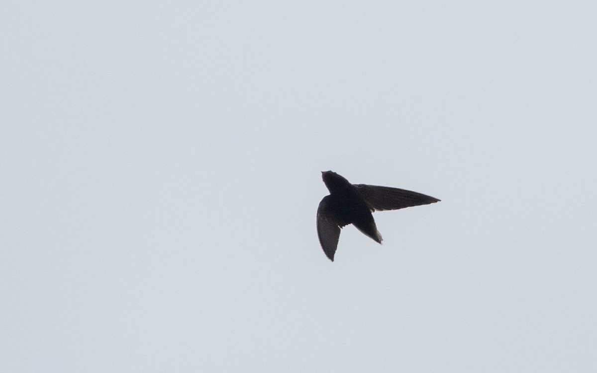 Short-tailed Swift (Short-tailed) - ML615091852