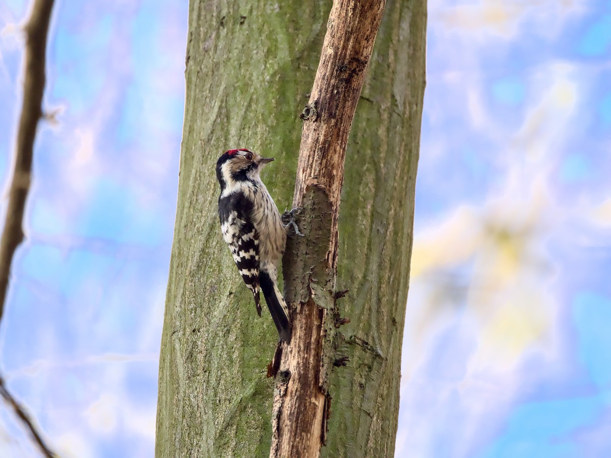 Lesser Spotted Woodpecker - ML615091957