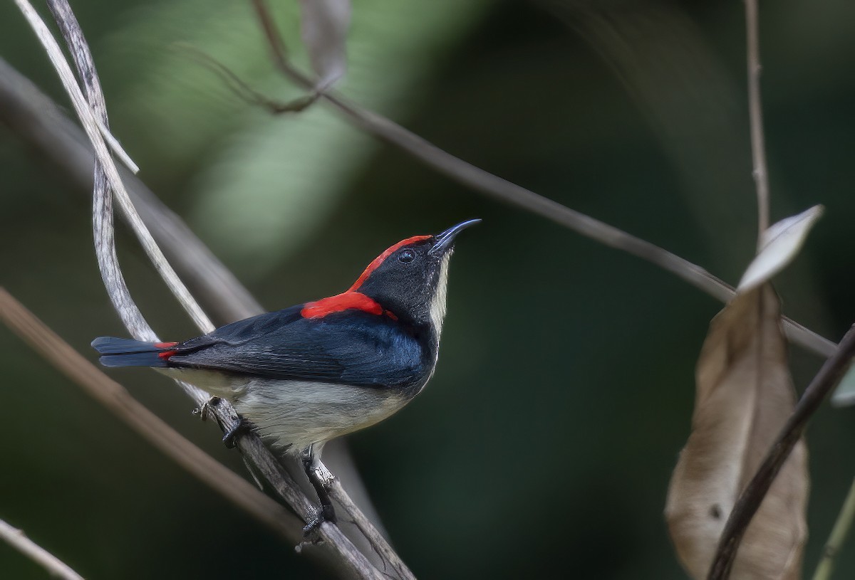 Scarlet-backed Flowerpecker - Sourav Halder