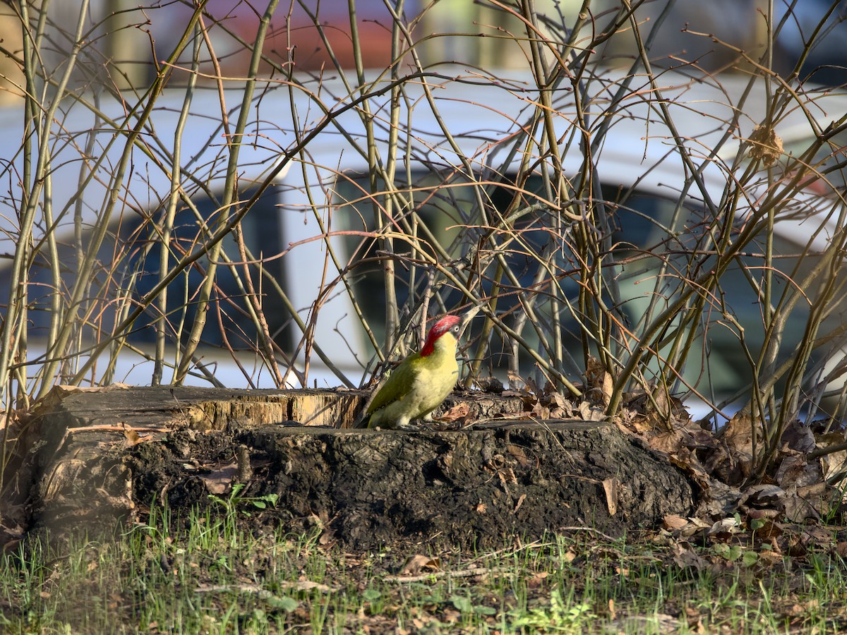 Eurasian Green Woodpecker - ML615091960