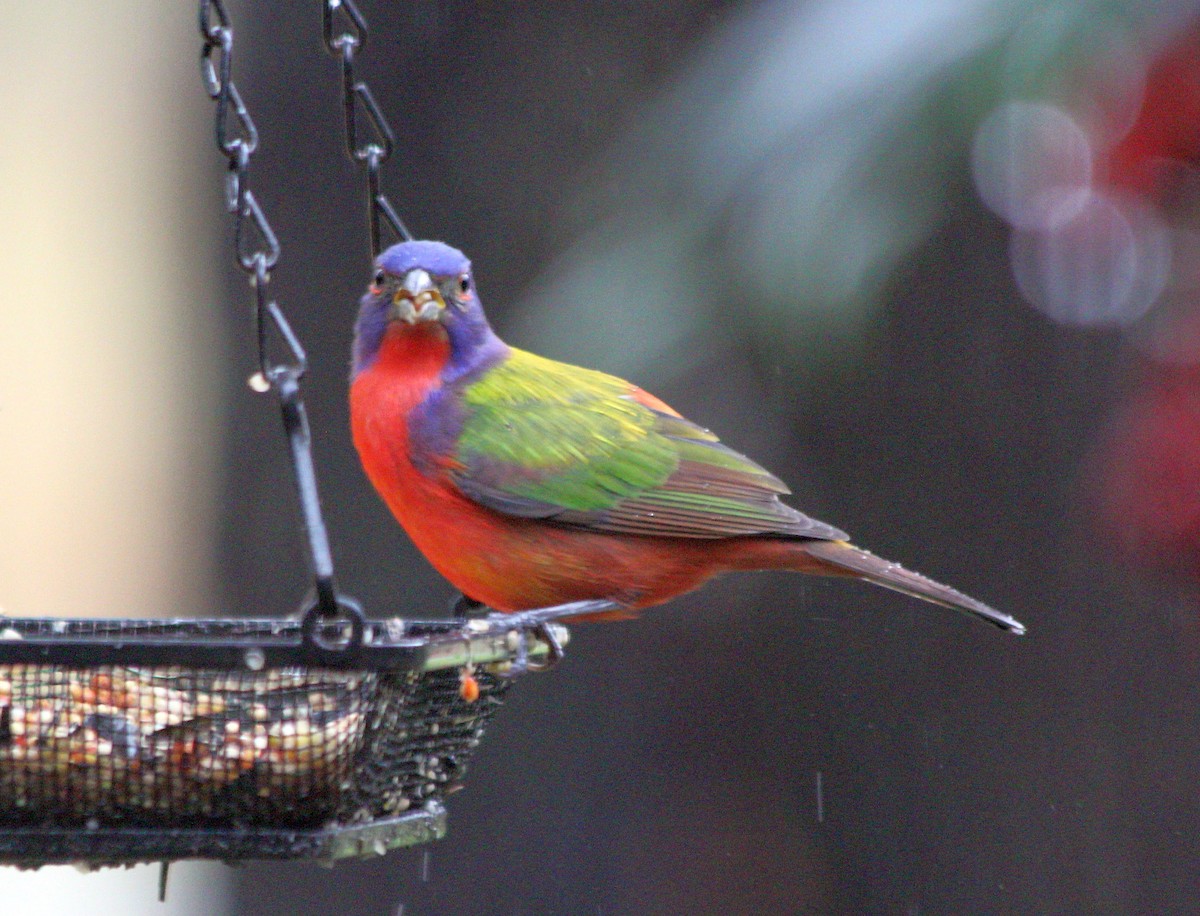 Painted Bunting - ML615092105