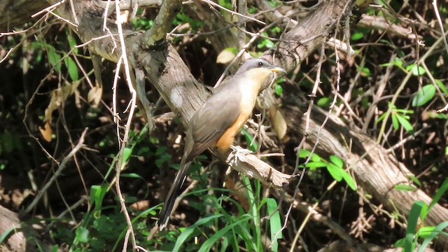 Mangrove Cuckoo - ML615092123