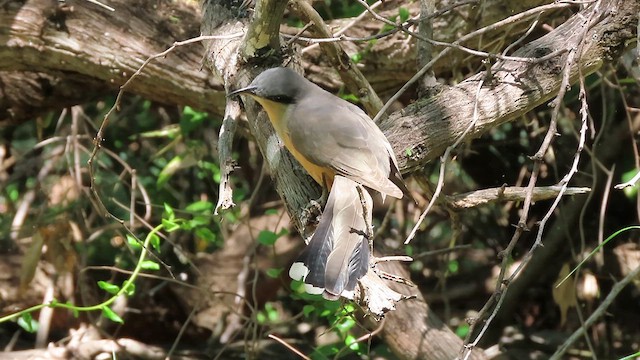 Mangrove Cuckoo - ML615092129