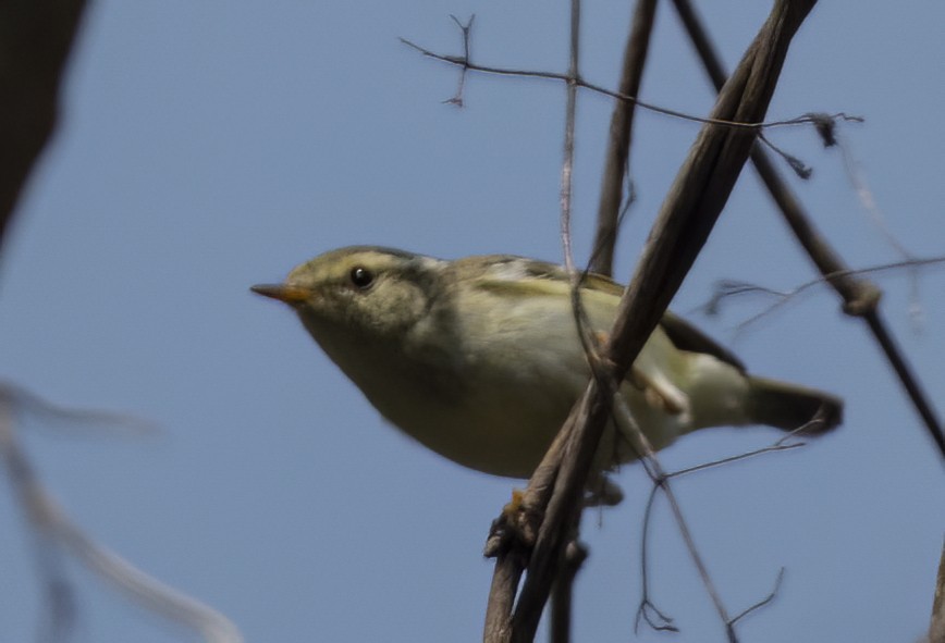 Yellow-browed Warbler - ML615092149