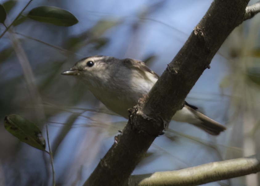 Yellow-browed Warbler - ML615092150