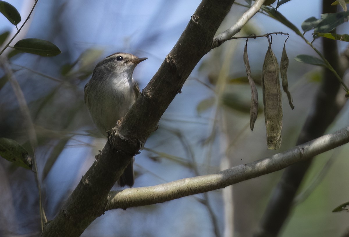 Yellow-browed Warbler - ML615092151