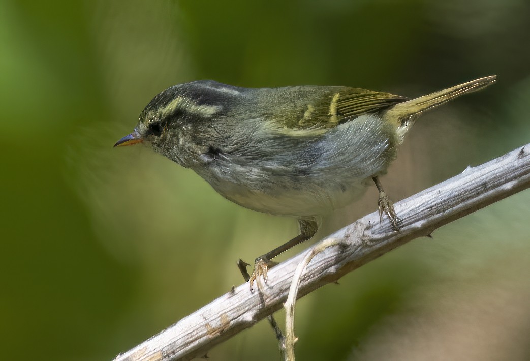 Yellow-browed Warbler - ML615092152