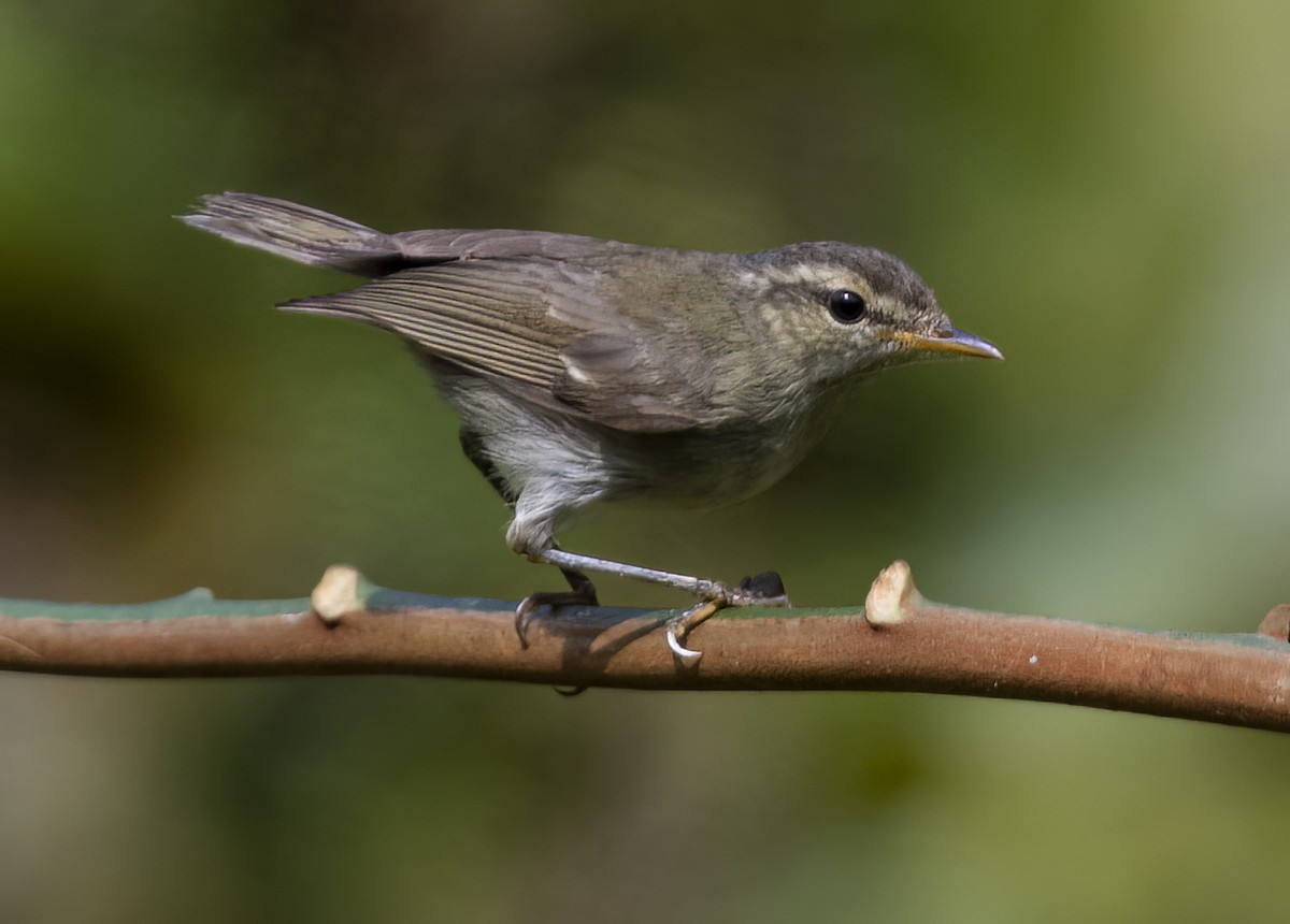 Greenish Warbler - Sourav Halder
