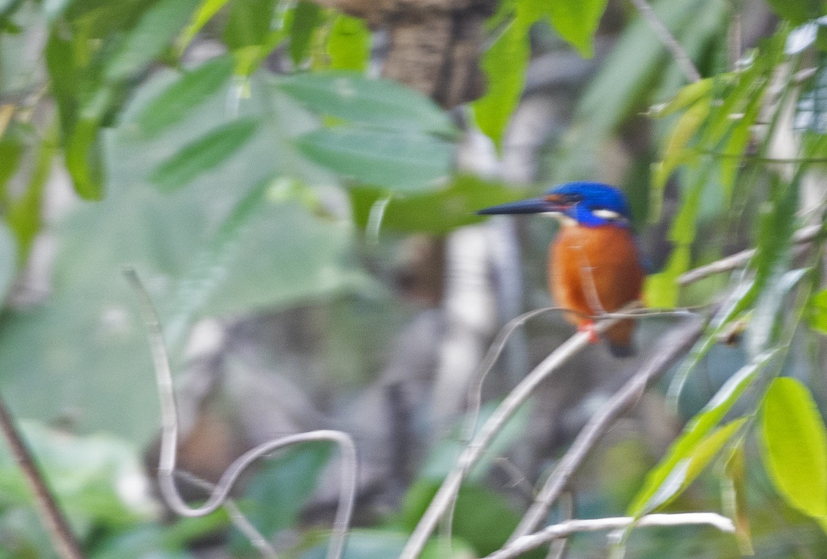 Blue-eared Kingfisher - ML615092181