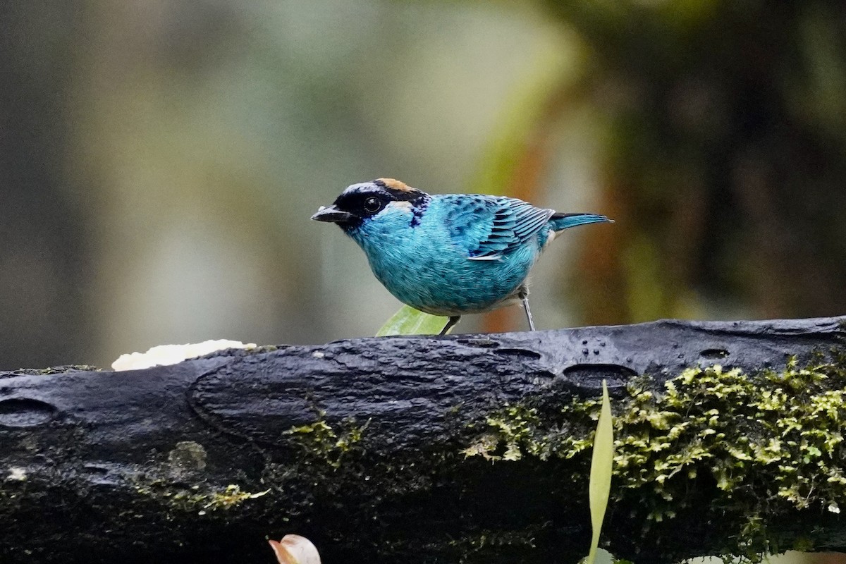 Golden-naped Tanager (Golden-naped) - Terry Bohling