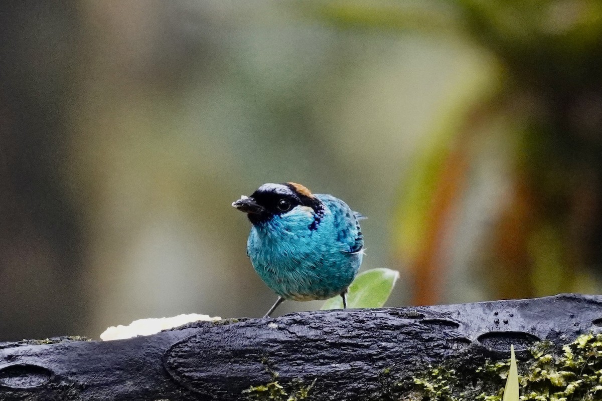 Golden-naped Tanager (Golden-naped) - ML615092475