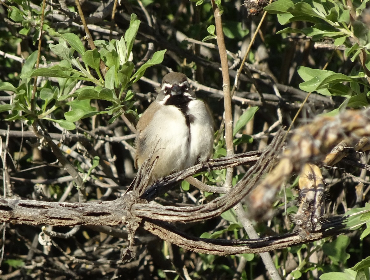 Black-throated Sparrow - ML615092780