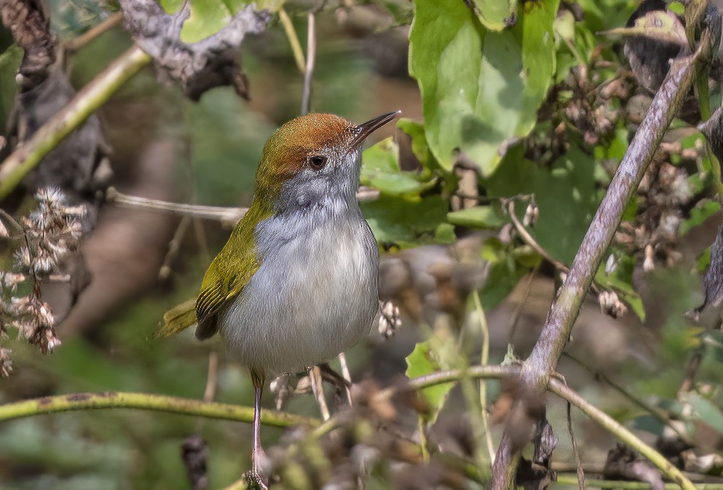 Common Tailorbird - Sourav Halder