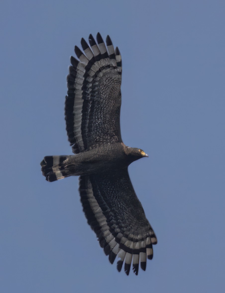 Crested Serpent-Eagle - ML615092863
