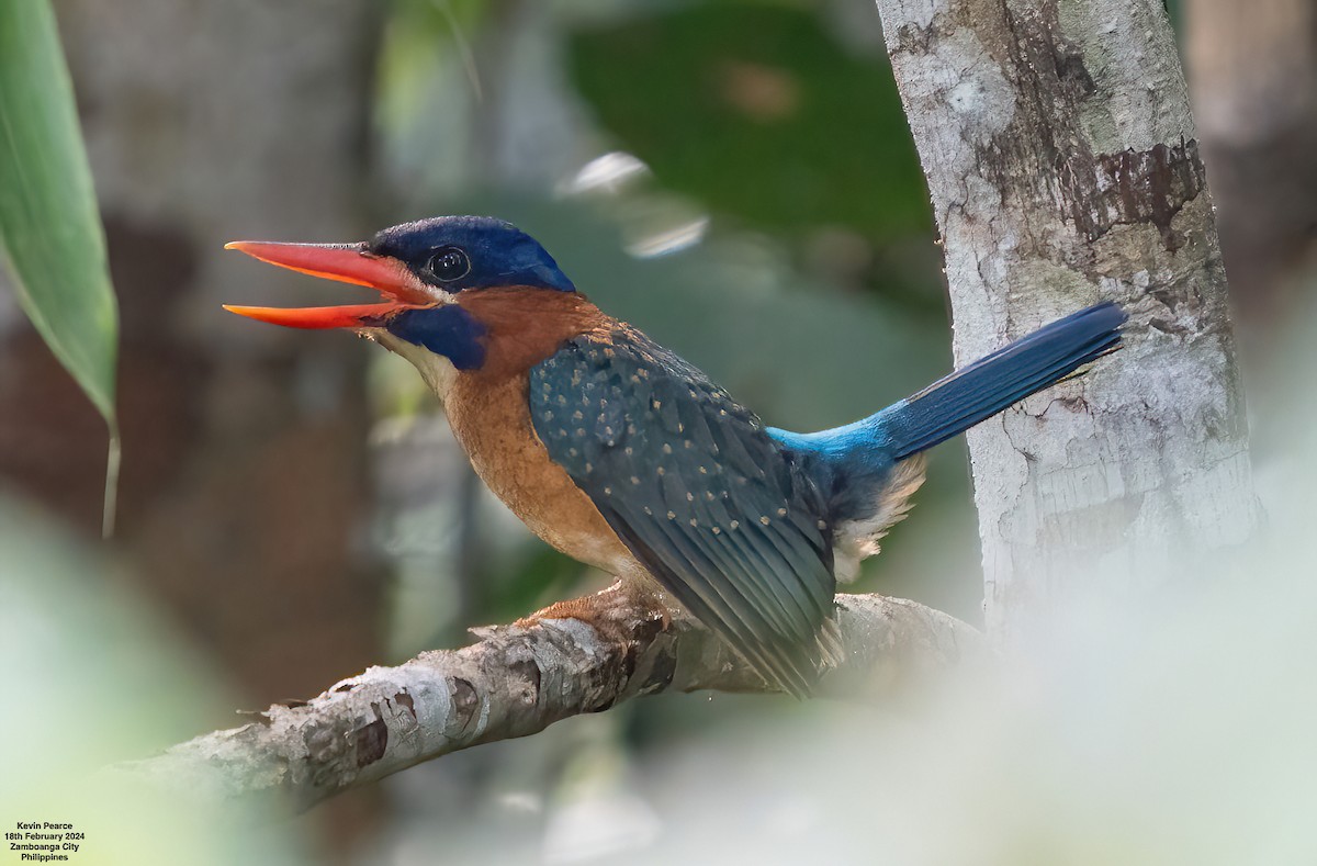 Blue-capped Kingfisher - ML615093077