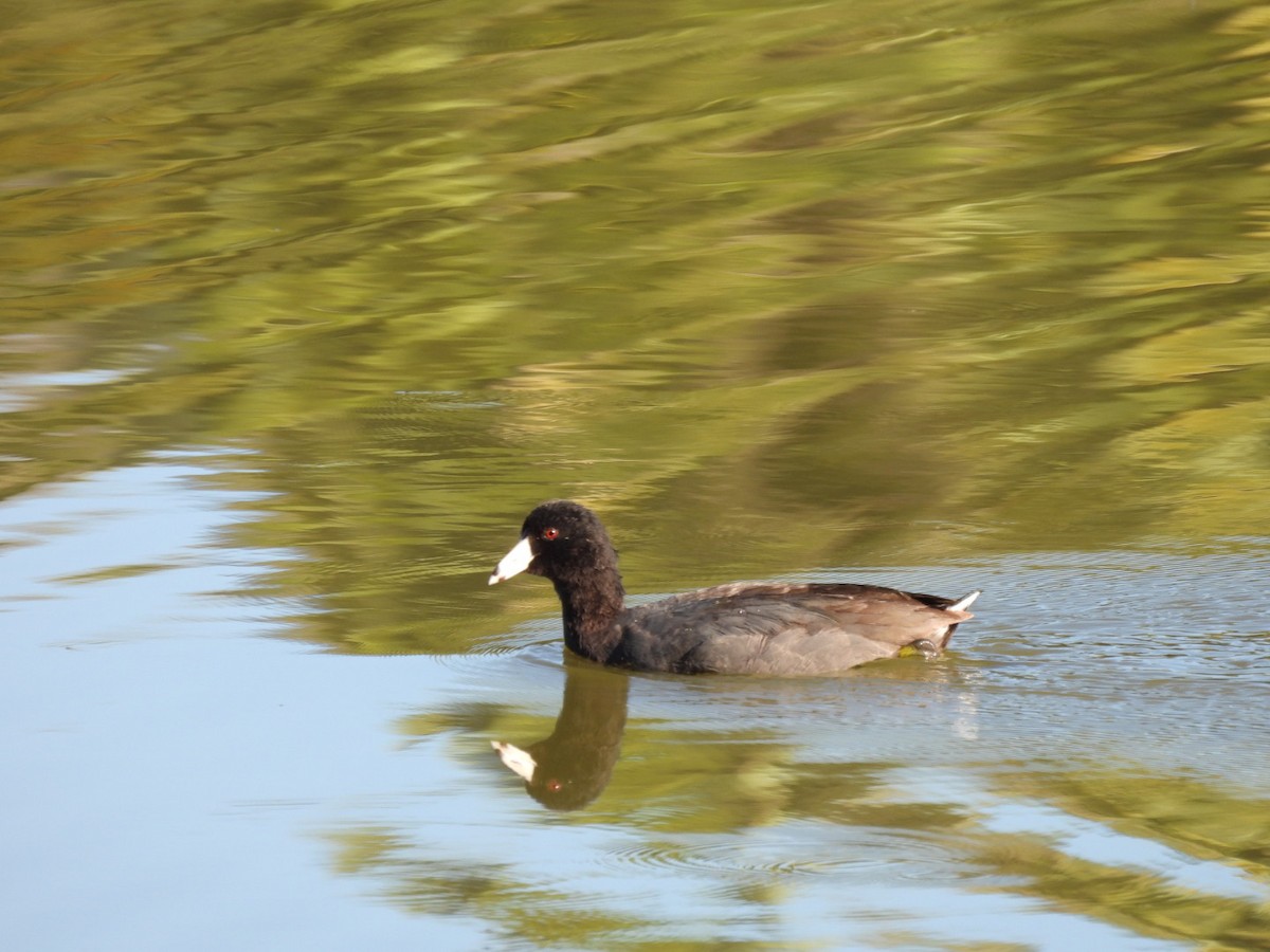 American Coot - Kevin Field