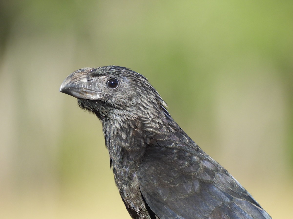 Groove-billed Ani - Kevin Field