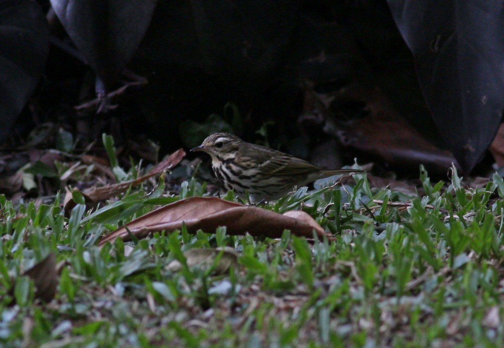 Olive-backed Pipit - ML615093396