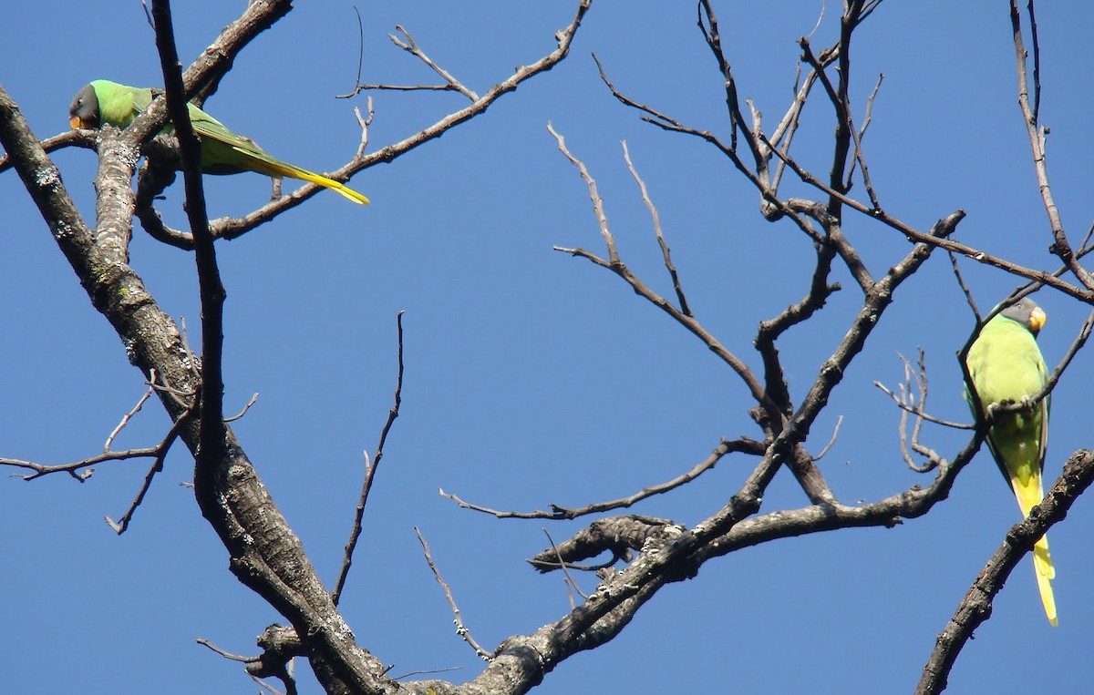 Slaty-headed Parakeet - Soma Ateesh
