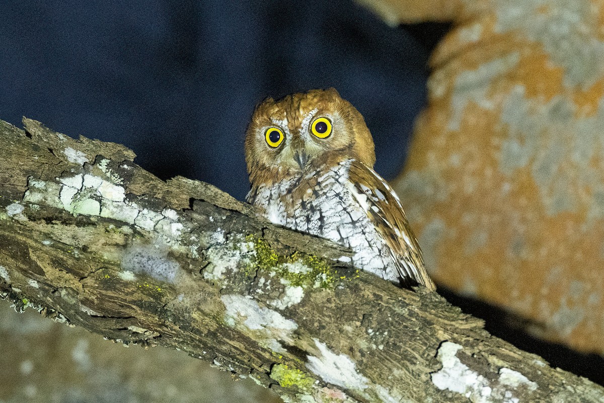 Oriental Scops-Owl (Oriental) - Francesco Veronesi