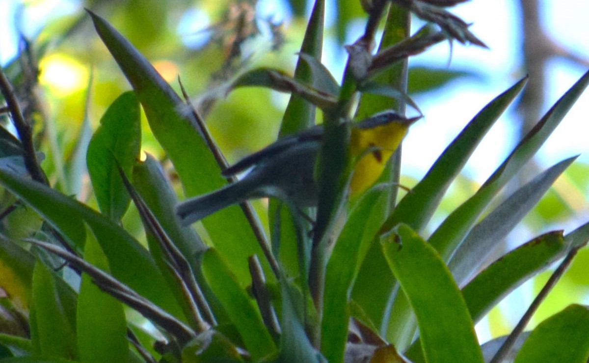 Crescent-chested Warbler - ML615093613
